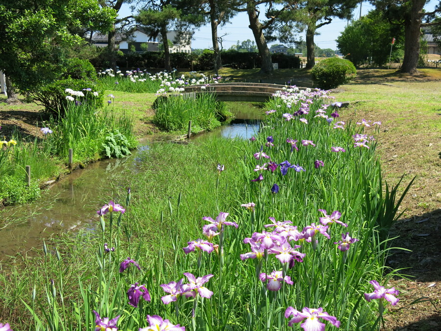 高瀬遺跡の菖蒲は見頃です