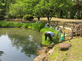 《菖蒲祭りに向けて》「高瀬遺跡公園」の除草奉仕活動（高瀬地区老連）